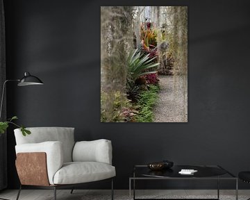Sentier tropical dans une serre avec mousse suspendue sur Minimalistic Travel Photography by.Rieneke