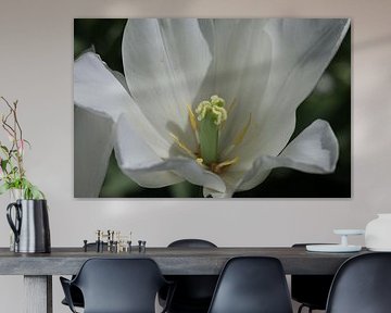 Tulipe - Triomphateur blanc sur Matthias Brix