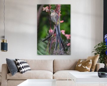 L'oiseau à sucre de Kirstenbosch