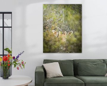 Damhirsche verstecken sich von Tom Zwerver