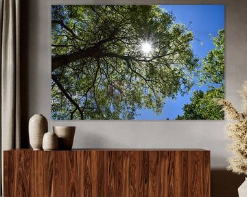 Micocoulier de Provence (Celtis australis) sur Jarne Buttiens