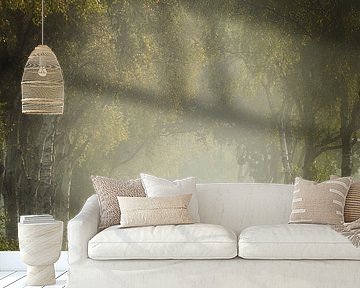 Berkenlaan in de mist bij Stuifzand – stille wandeling door Drents landschap