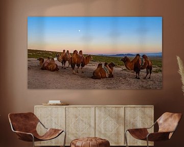 Elsen Tasarkhai, Mongolei von Jarne Buttiens