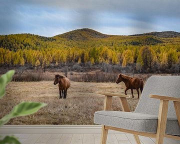 Övörkhangai, Mongolië - II