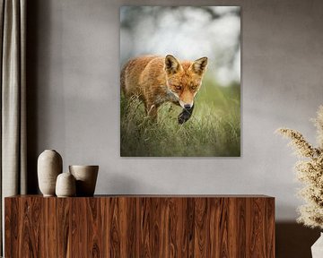 Fuchsjagd von Tom Zwerver