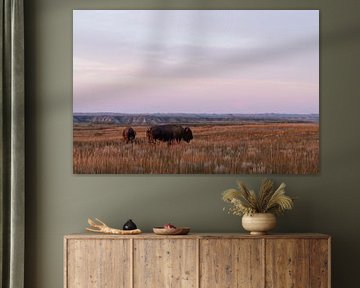 Bison au coucher du soleil dans le parc national Theodore Roosevelt sur Get Framed Photography