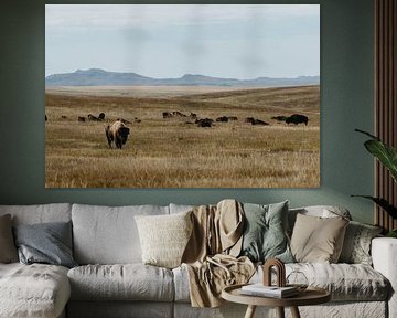 Bisons Parc national Wind Cave sur Get Framed Photography