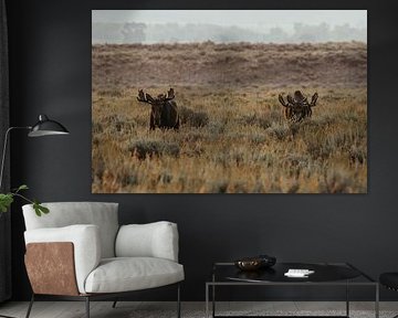 Wapiti dans le parc national de Grand Teton (USA) sur Get Framed Photography