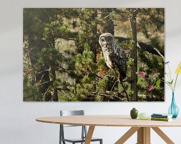 Great Gray Owl in Yellowstone National park by Get Framed Photography