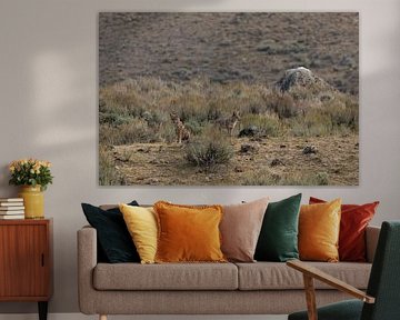 Les coyotes dans le parc national de Yellowstone sur Get Framed Photography