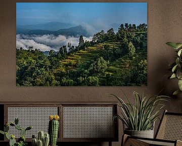 Brouillard bas et magnifiques rizières en terrasses au Népal