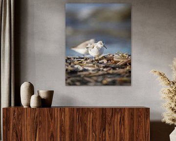 Sanderling von Tom Zwerver