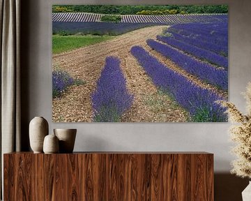 Gewelltes lilafarbenes Lavendelfeld in der französischen Provence. von Gert van Santen