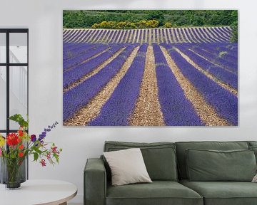 Gewelltes Lavendelfeld in der französischen Provence. von Gert van Santen