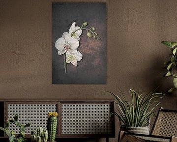 Raffinierte weiße Orchidee von DigitalArtForYou