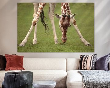 Giraffe von Frank Smedts