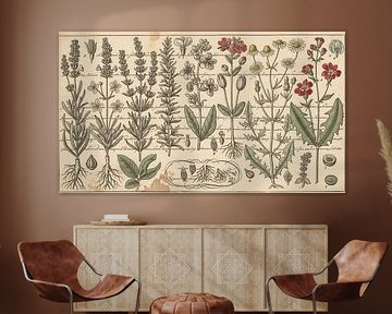 Antike botanische Kräuterkunde und Wildblumenstudium