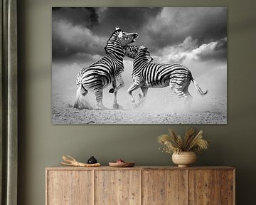 Fighting Zebras in black and white by Chris Stenger