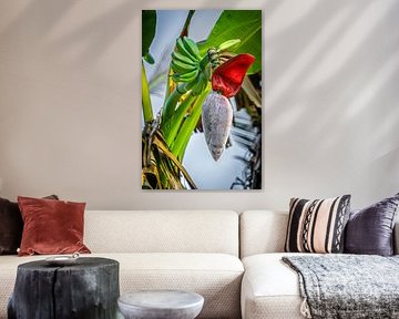 Sri Lanka Rice Fields by Dirk Lahuis