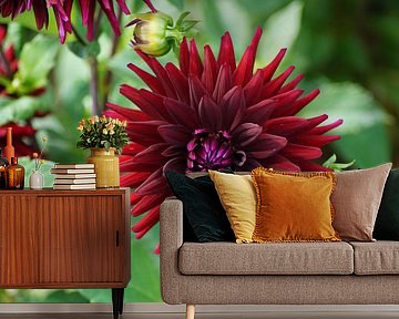 Rode bloem van de dahlia cactus