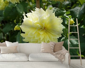 Gele bloem van de dahlia Kelvin Floodlight