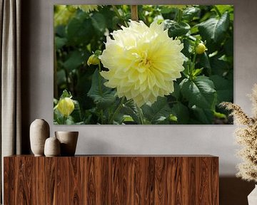 Fleur jaune du dahlia Kelvin Floodlight