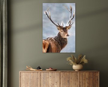 portrait d'un cerf enneigé