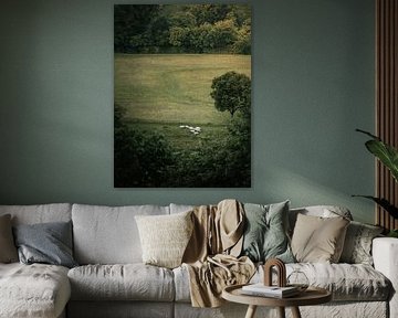 Flock of sheep in the countryside