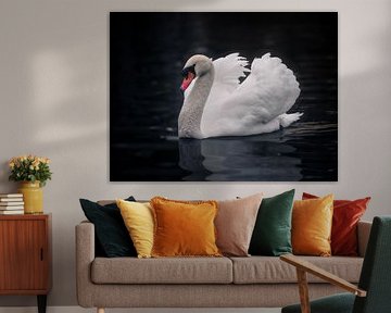 Swan in focus