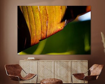 Alles Banane von Petra Dreiling-Schewe