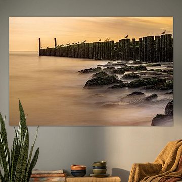 Zeeland: Sonne, Meer und Tauben