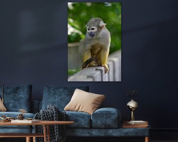 Totenkopfäffchen von Ron Linde