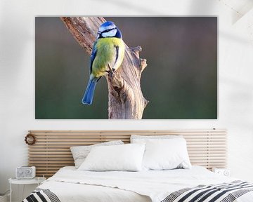 Blue tit by Sabrina de Vries