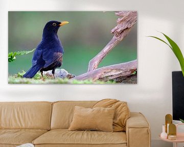 Blackbird (male) by Sabrina de Vries