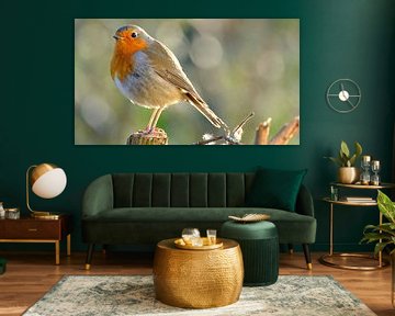 Robins von Sabrina de Vries