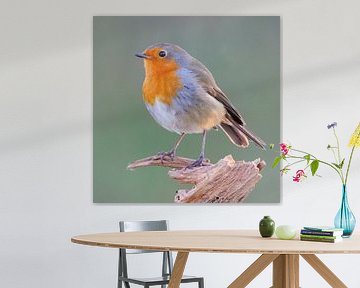 Robins by Sabrina de Vries