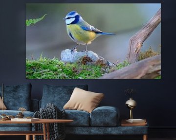 Pimpelmees van Sabrina de Vries