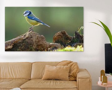 Blaumeise von Sabrina de Vries