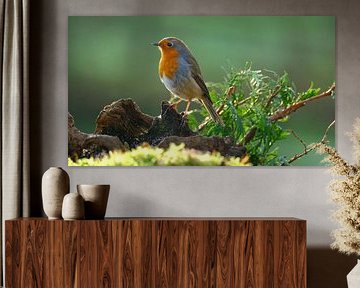 Robins von Sabrina de Vries