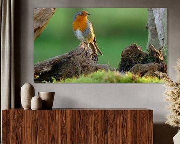 Robins von Sabrina de Vries