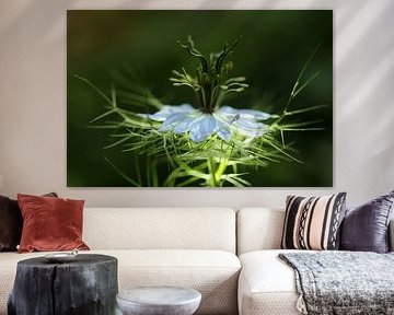 Kleine Miss in 't green von Frank Smedts