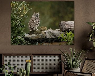 Owl, owl by Frank Smedts