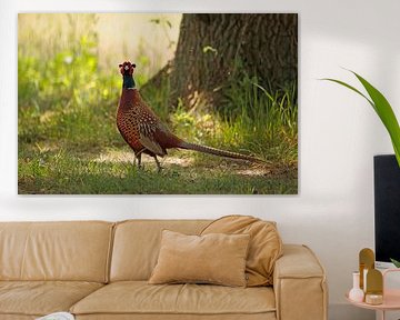 Fasan von Frank Smedts