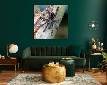 Der Samtjäger: Rotbeinige Vogelspinne