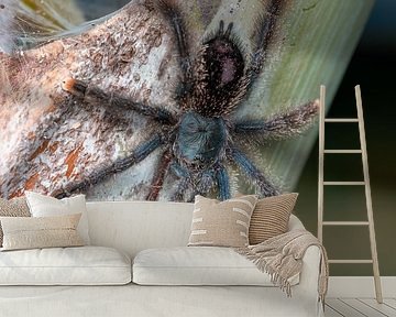 e Fluweelzachte Jager: Roodpootvogelspin