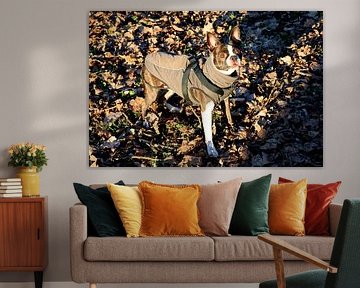 Winterspaziergang: Boston Terrier Porträt von Dlanor