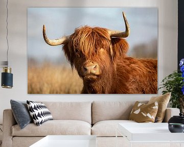Scottish highlander portrait - Curious look into the Drenthe landscape by KB Design & Photography (Karen Brouwer)