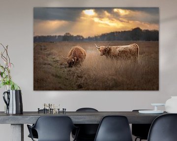 Scottish highlanders on the Hijkerveld at sunset by KB Design & Photography (Karen Brouwer)