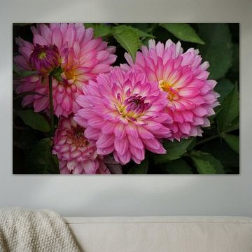 Dahlienblüten in hellem Pink