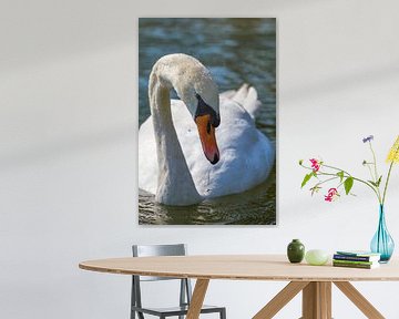 Weißer Schwan mit Tropfen von QEIMOY